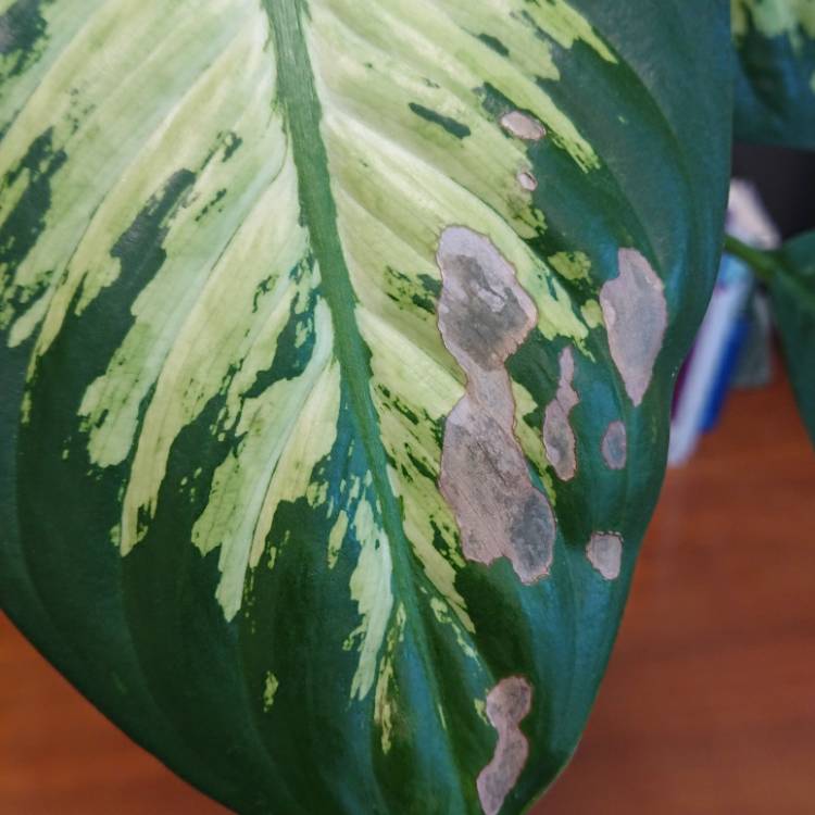 plant image 1184470