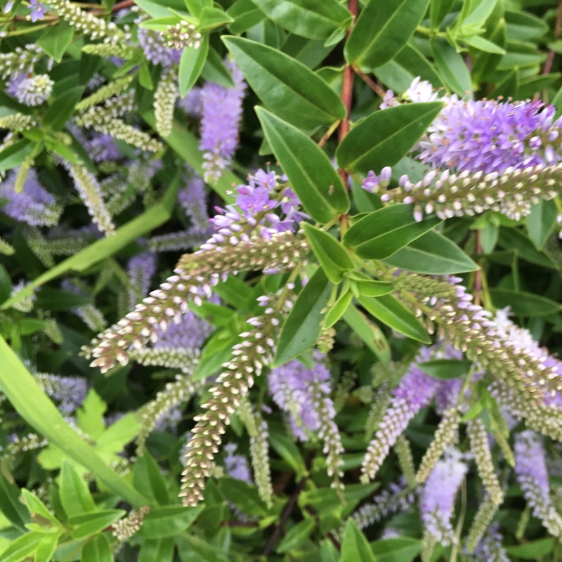 Shrubby Veronica