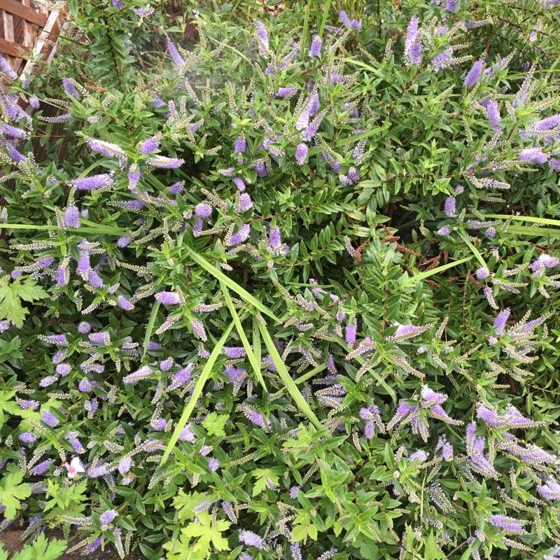 Shrubby Veronica