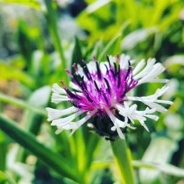 Perennial Cornflower 'Purple Heart'