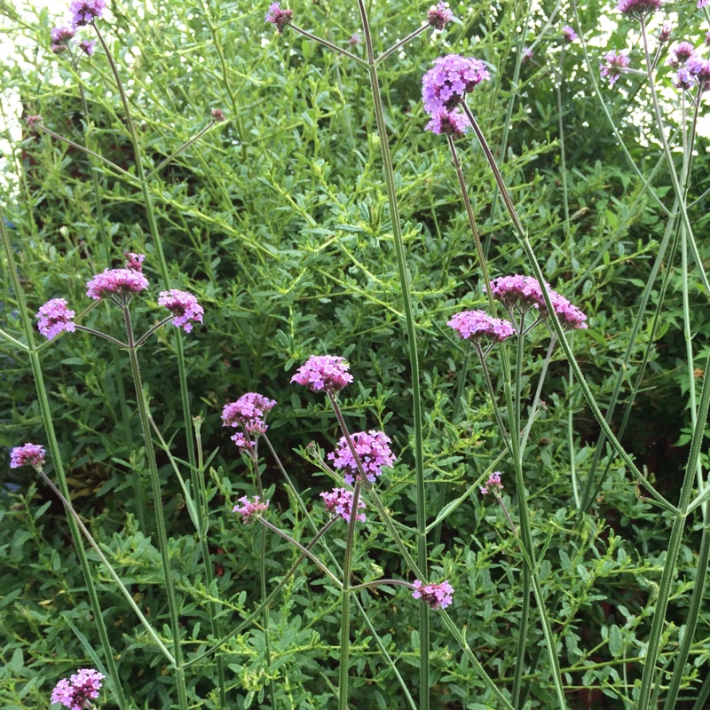 Purple Top Vervain