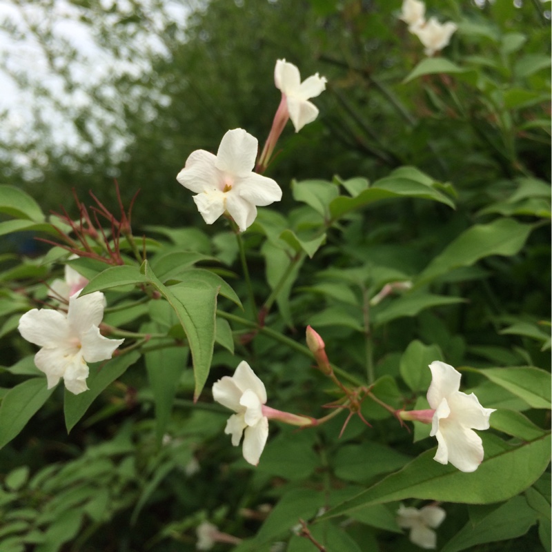 plant image 178935