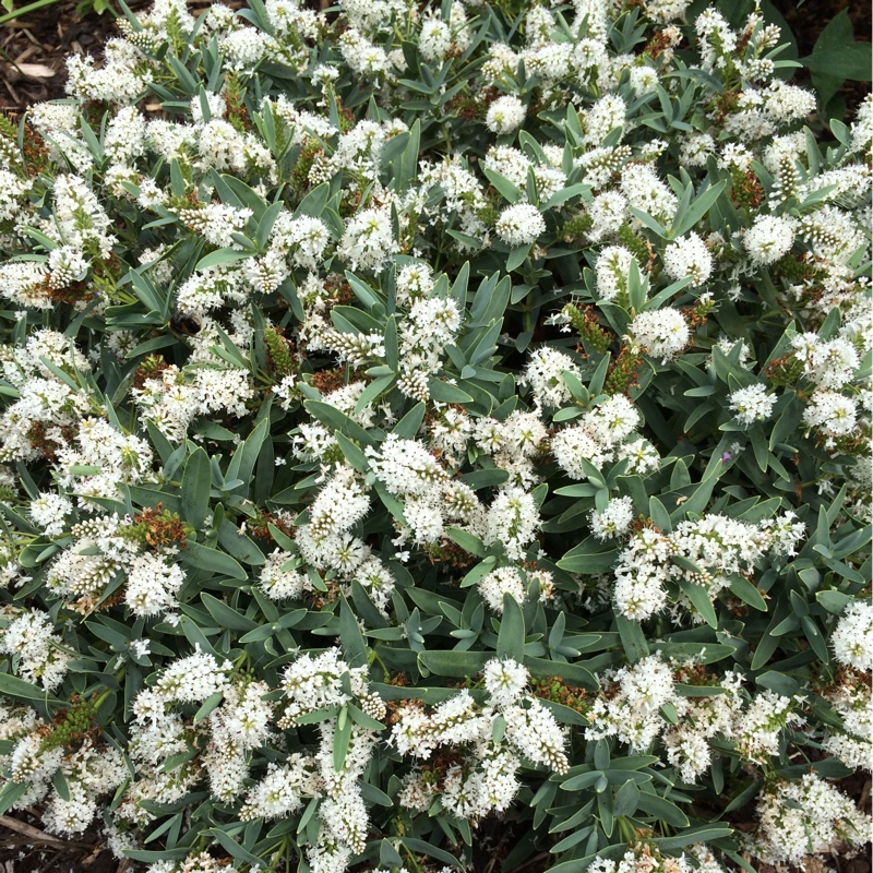 Shrubby Veronica 'White Heather'