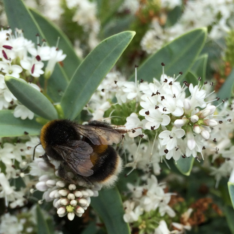 Plant image Hebe 'White Heather'