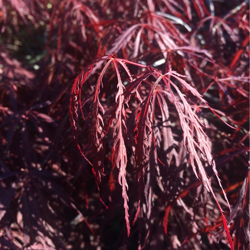 plant image 76226 plant image 76226