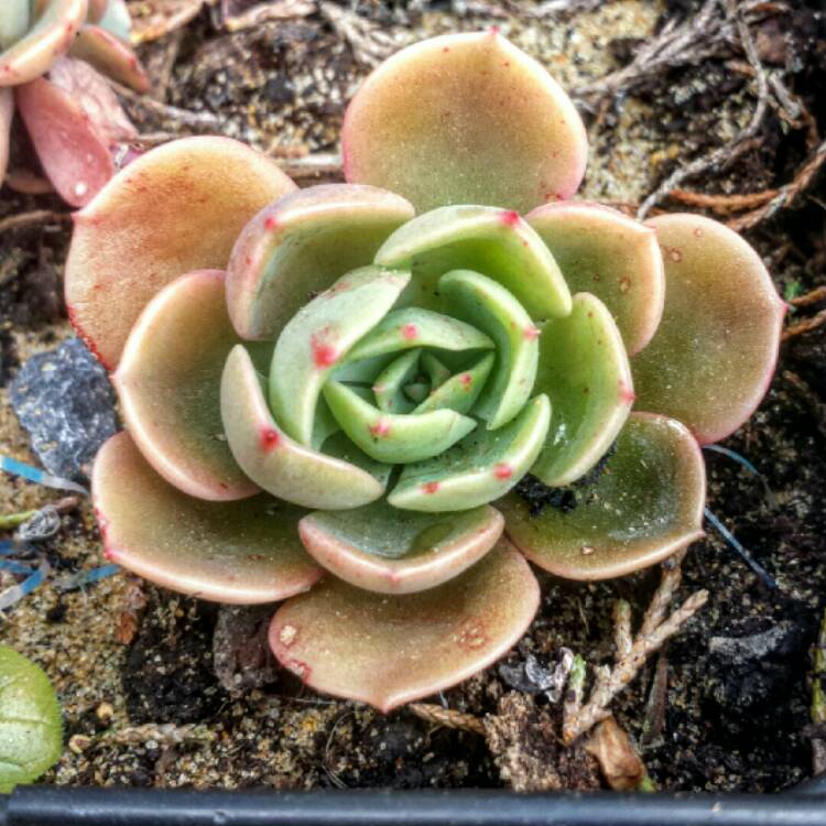 Plant image Echeveria Elegans Hybrid