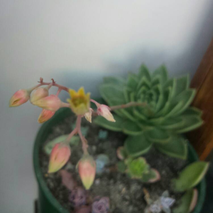 Plant image Echeveria Agavoides Pioneer