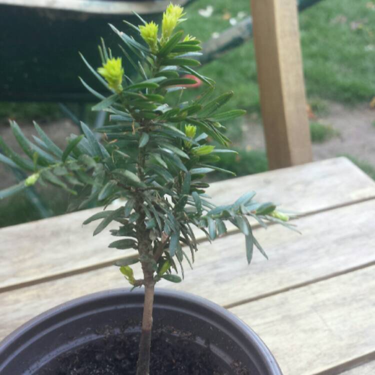 Plant image Taxus baccata