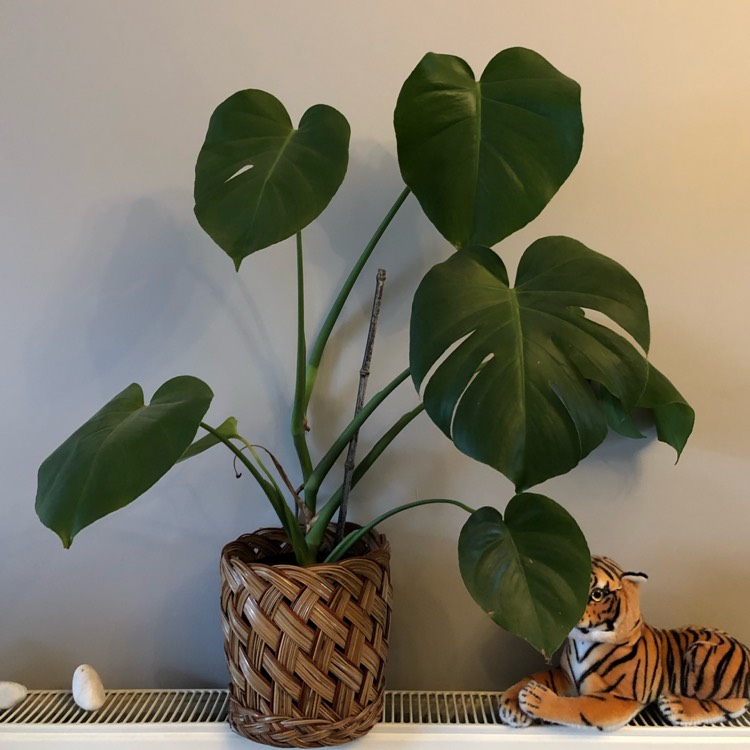 plant image 1425928