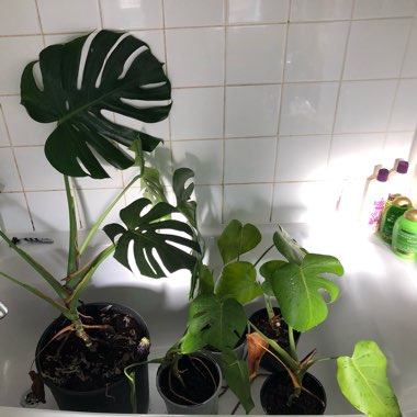 Swiss Cheese Plant 'Borsigiana'