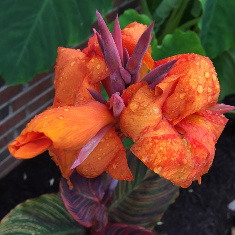 plant image 456128
