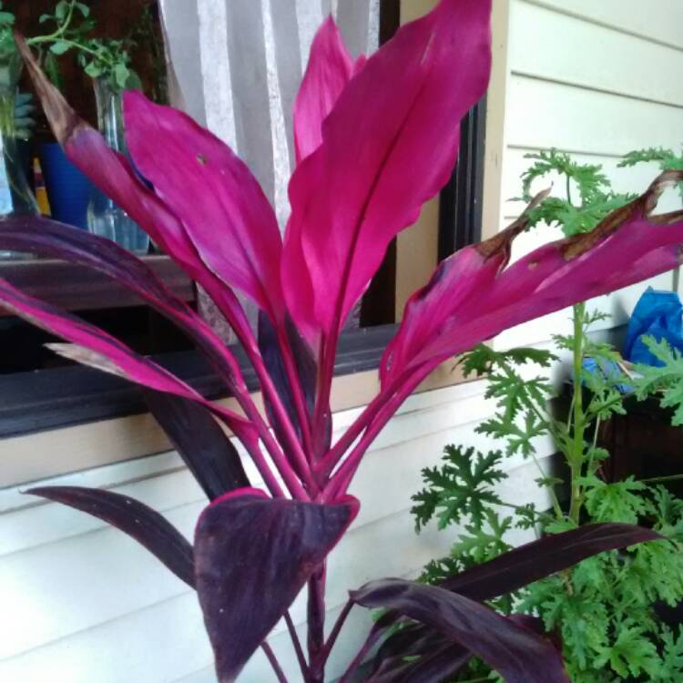 Plant image Cordyline Fruticosa 'Red Sister'