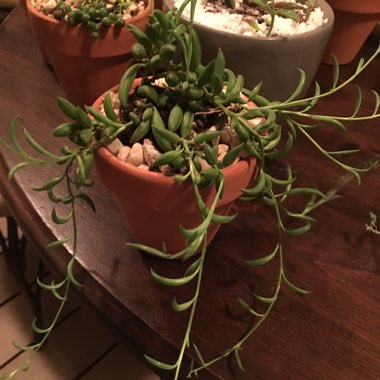 Senecio 'String Of Bananas'
