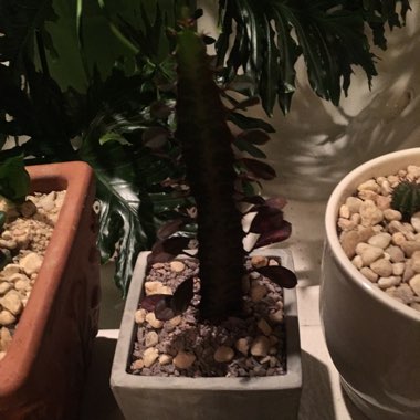 African milk tree