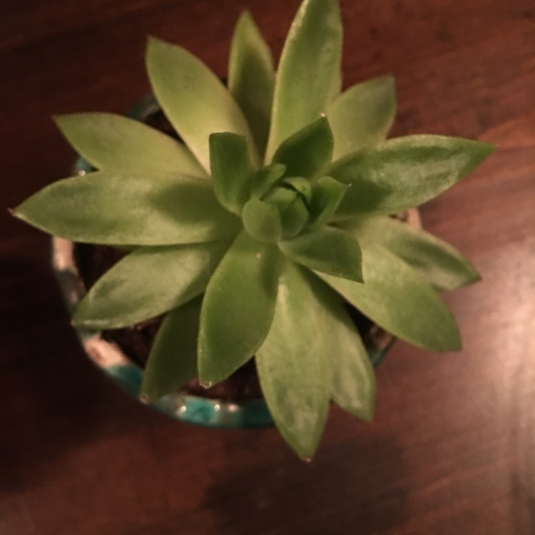 Plant image Echeveria Agavoides Lemaire