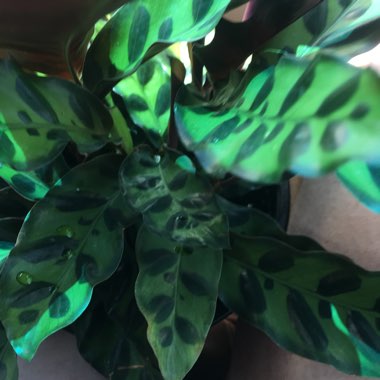 Rattlesnake Plant