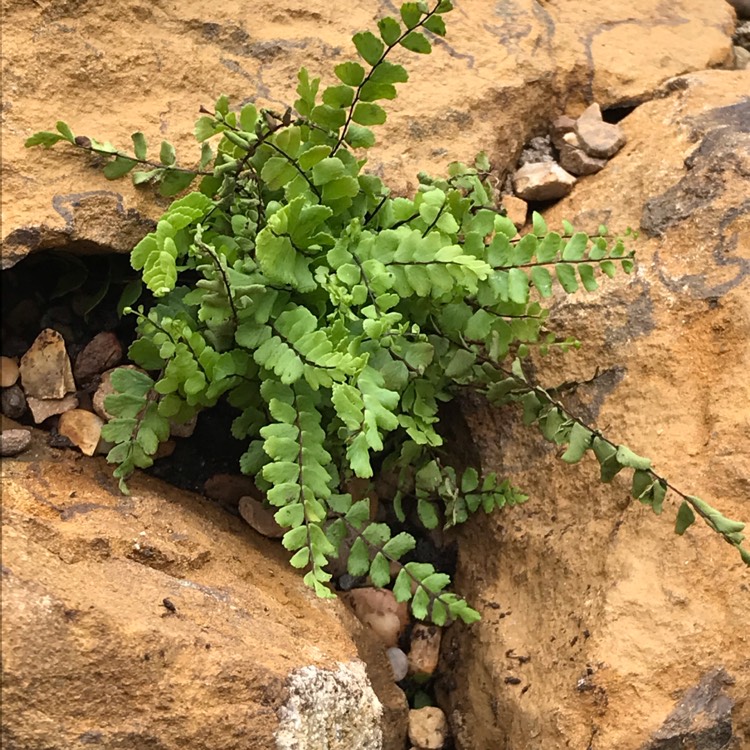 Plant image Asplenium trichomanes