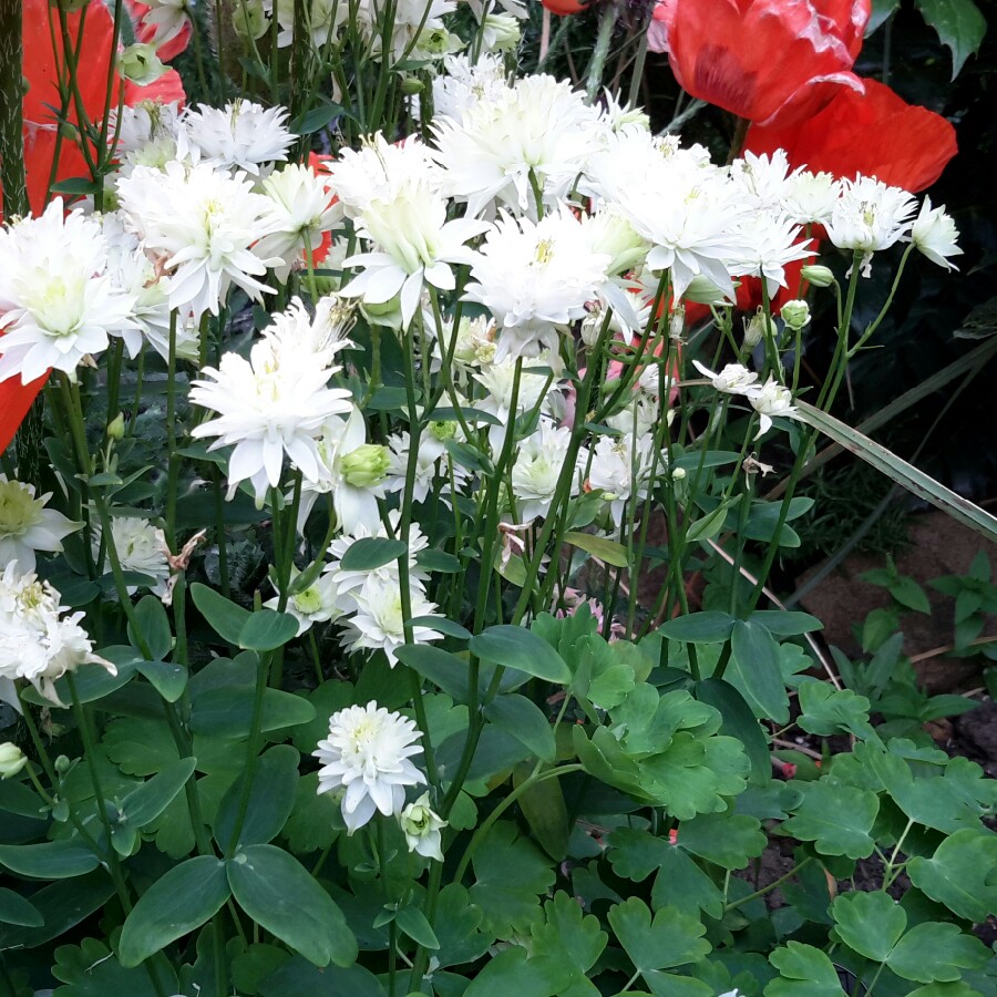Karen's garden
