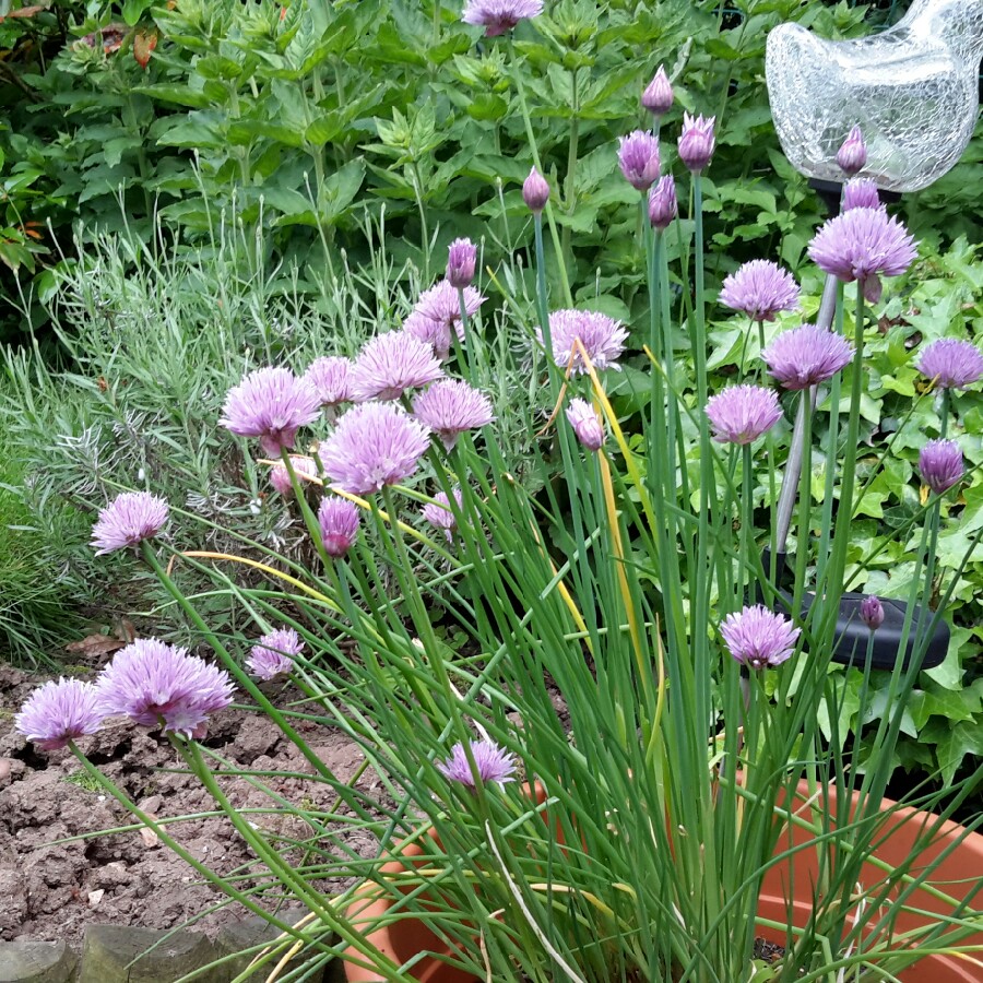 Chives