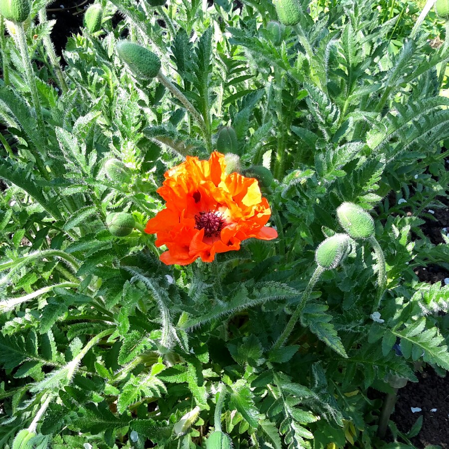 Karen's garden