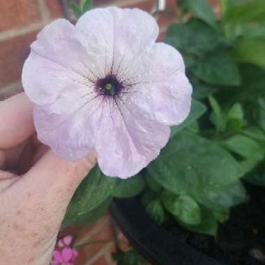Petunia