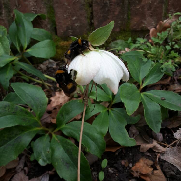 plant image 319137