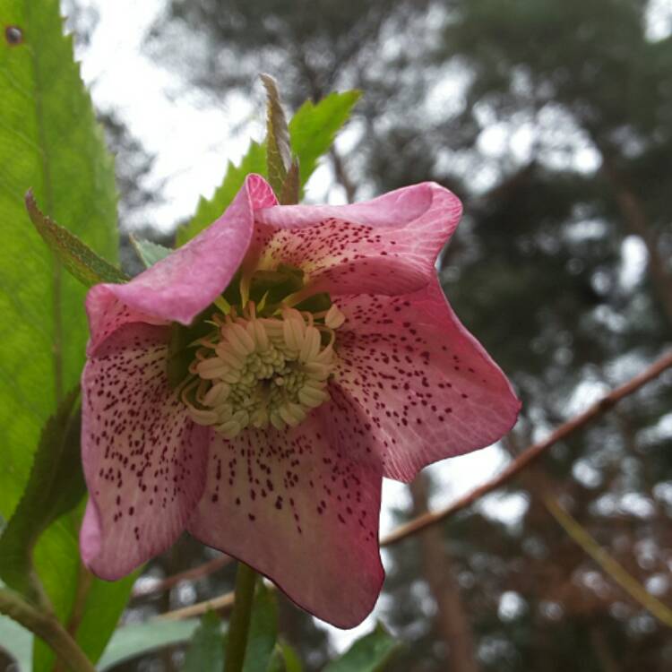 plant image 319665