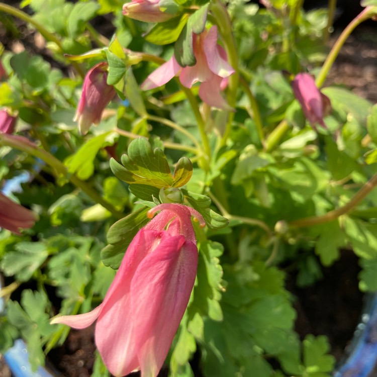 plant image 1465238