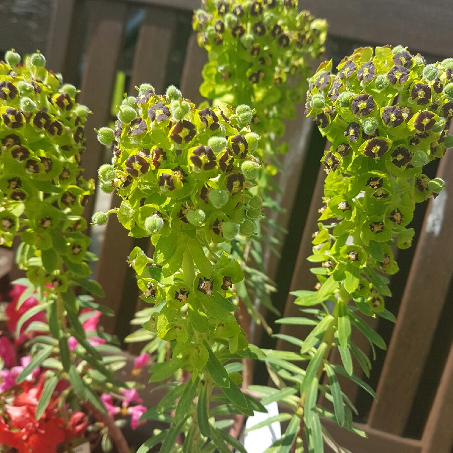 Euphorbia characias subsp. wulfenii syn. Euphorbia wulfenii