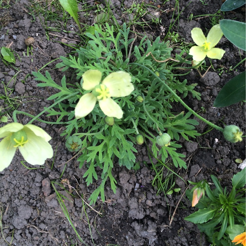 Plant image Papaver miyabeanum 'Pacino'