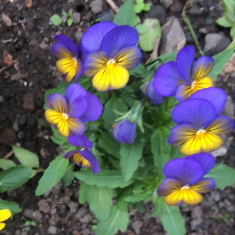 Pansy