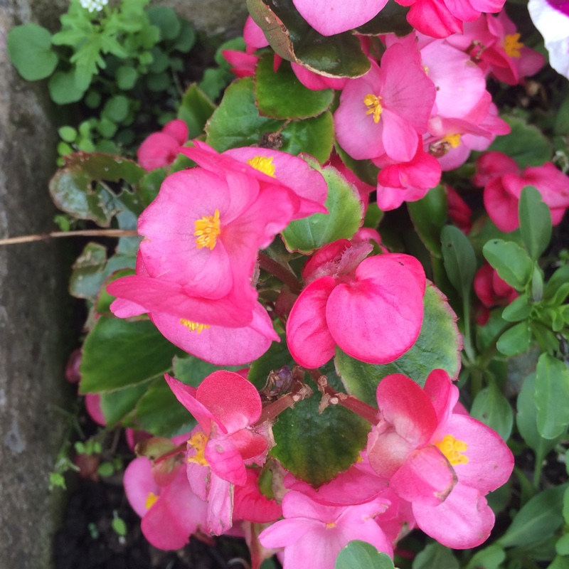 Kath's garden