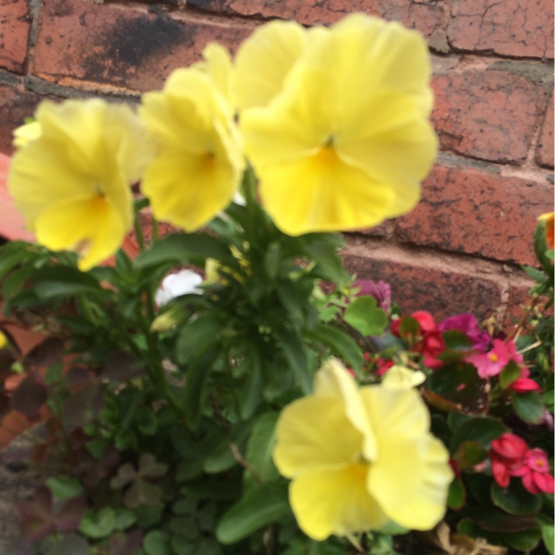 Pansy