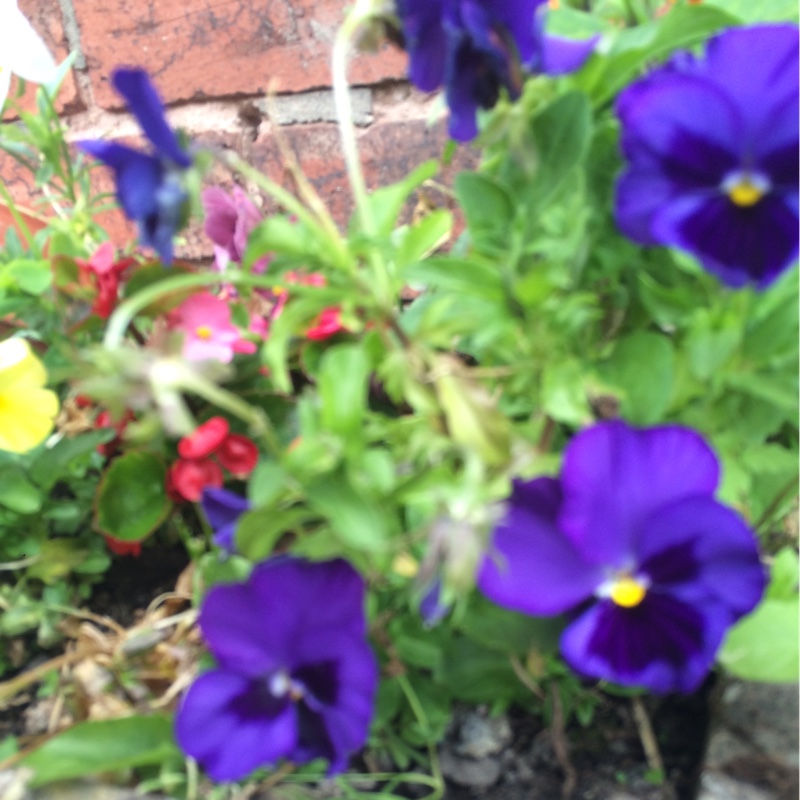 Pansy