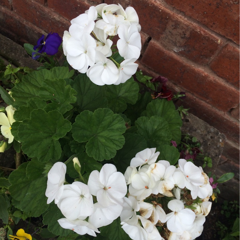Pelargonium (Geranium)
