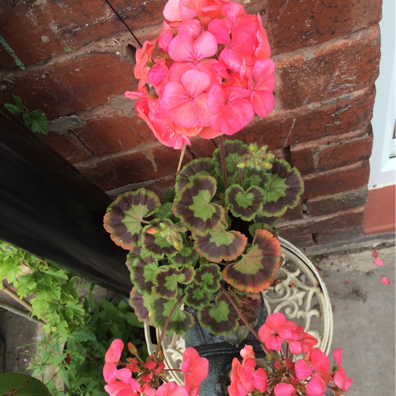 Pelargonium (Geranium)