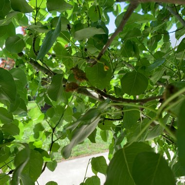 Walnut Tree