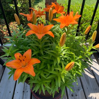 Lily (Asiatic)