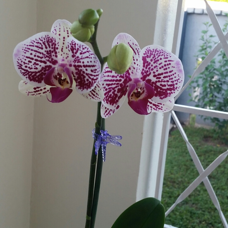 Plant image Phalaenopsis 'Fusheng's Mystical Dream'