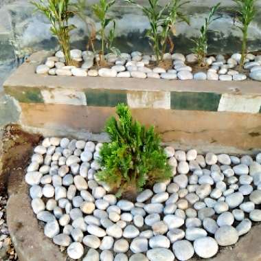 Elias's garden