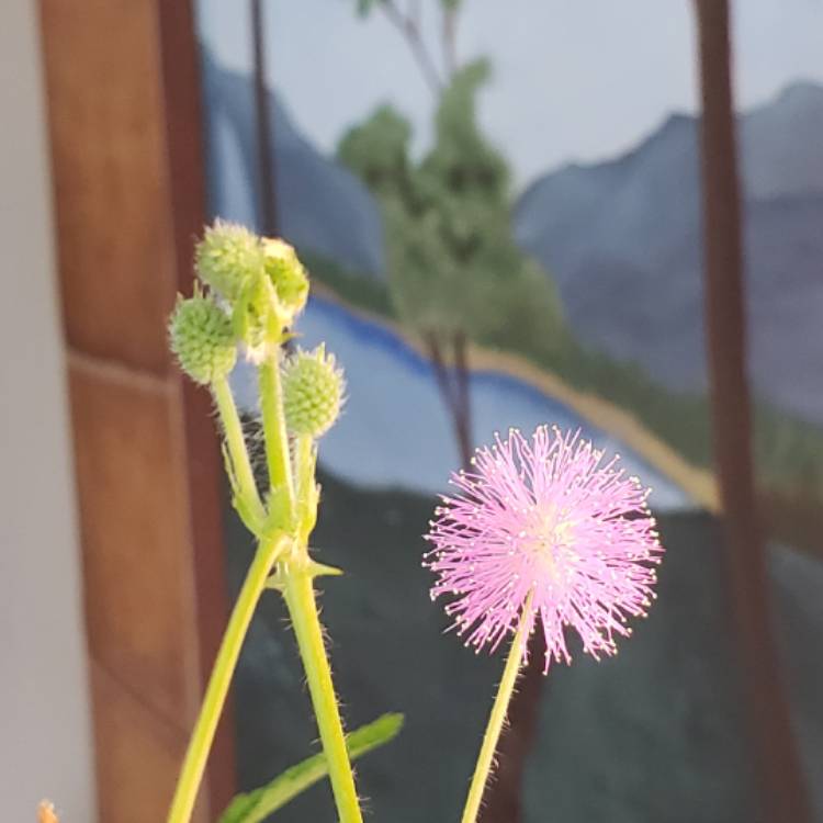 plant image 1008302