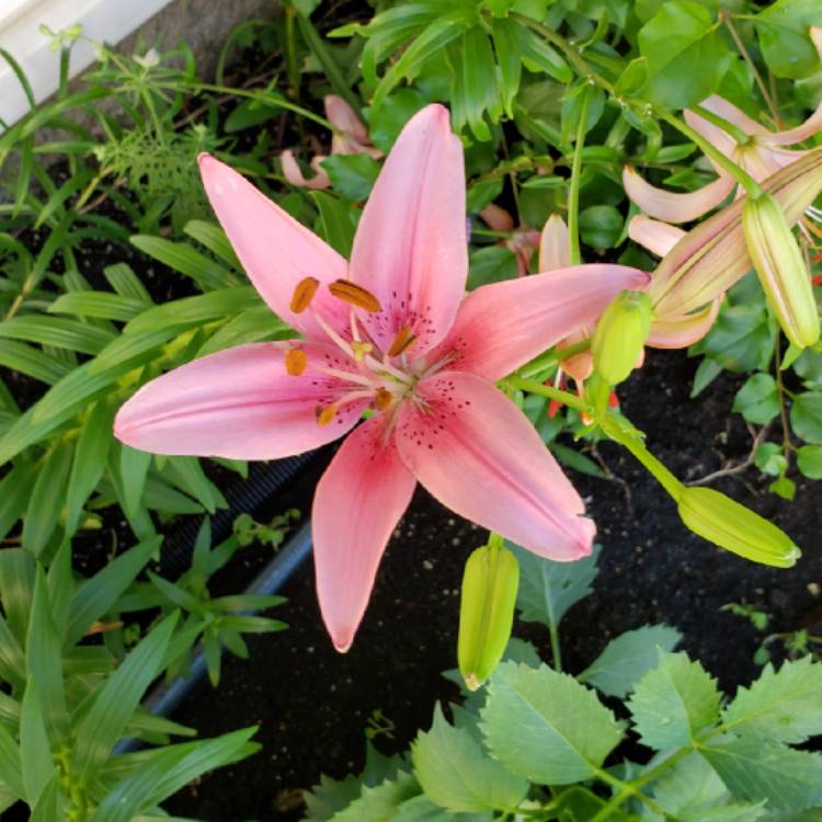 plant image 1115264