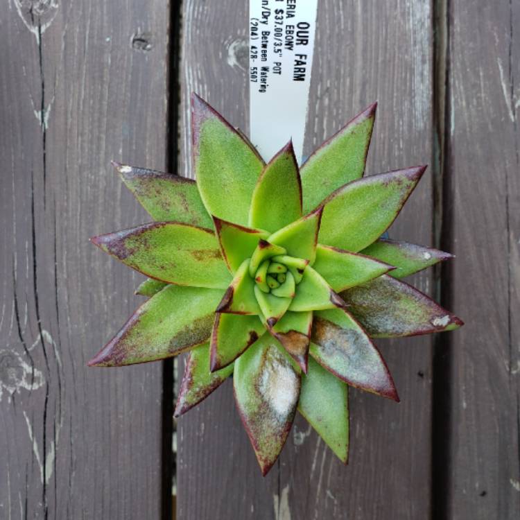 plant image 1132179