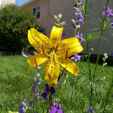 Lilium 'Tiny Double You'