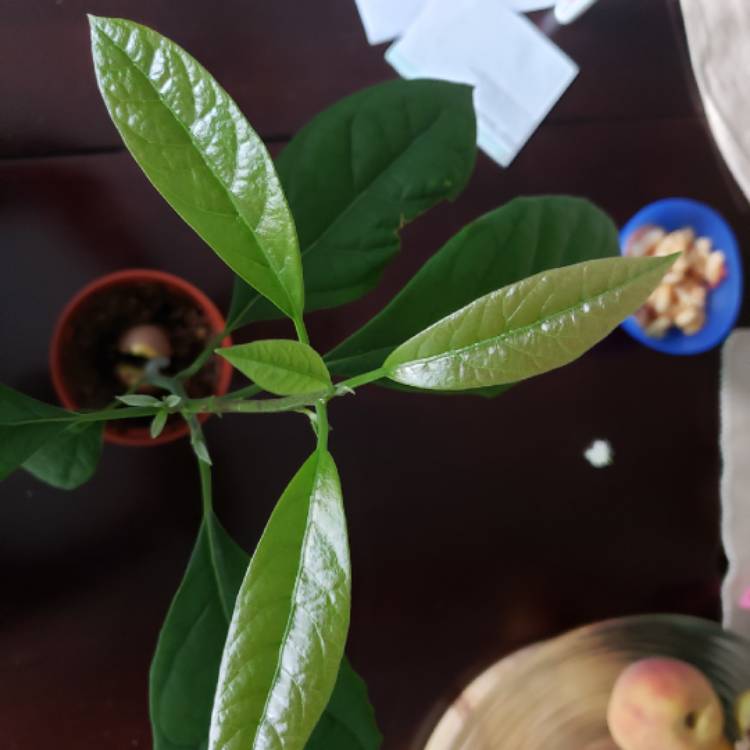 plant image 1163041