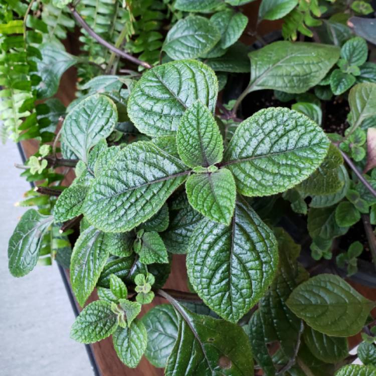 Plant image Plectranthus Purpuratus