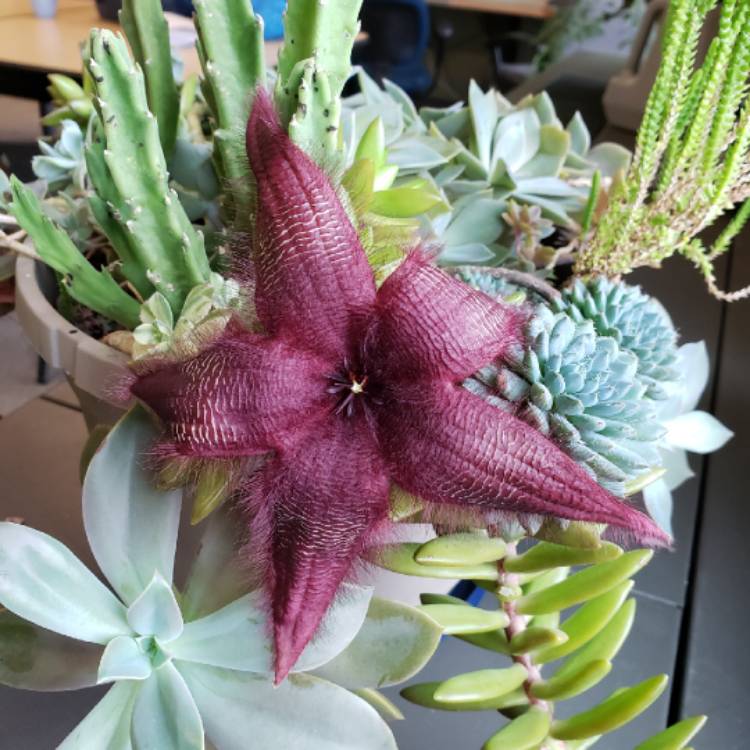 plant image 1196632