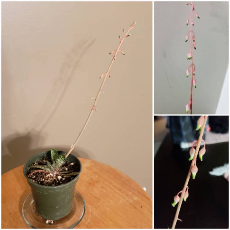 Plant image Gasteria Bicolour v. Liliputana Variegated