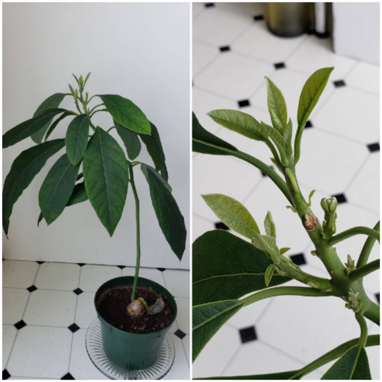 Plant image Persea americana  syn. Persea gratissima