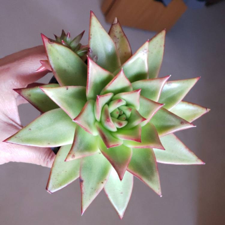 Plant image Echeveria Agavoides Ebony